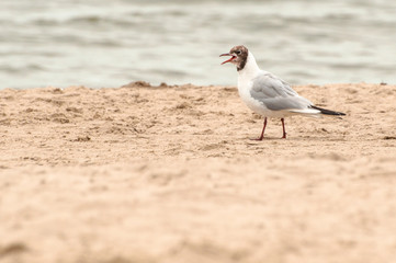 Seagull screaming while walking on the beach sand