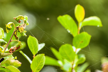 A spider web between the leaves after rain