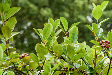 Many leaves covered in water droplets