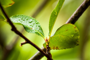 Leaves with drops of water after rain