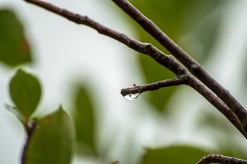 A branch with a droplet of water