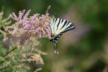 Machaon