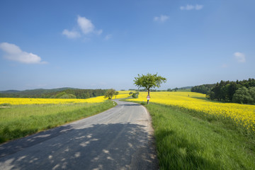 landscape with curved street leading through rape fields