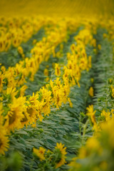 Sunflower field at sunset close up isolated