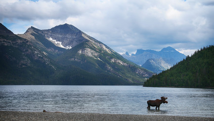 Moose in a mountain lake (Canada)