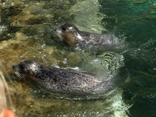 Fototapeta premium Spotted seals