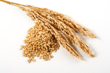 organic rice ears and grain