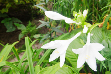 Obraz premium Flowers and buds plantain lily. Candid.