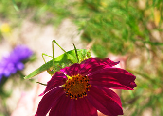 Green Grasshopper on a kosmos flower . Candid. © bicicletta
