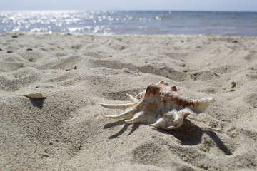 Beautiful seashell on the sand of the beach. Mollusk shell.