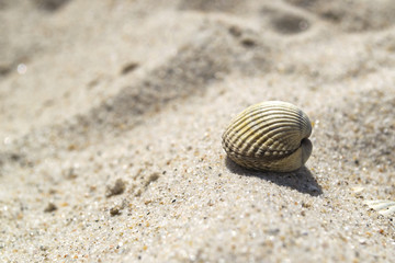 Fototapeta na wymiar Closed seashell on the sand. Close up.