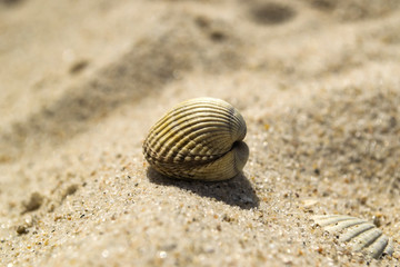Closed seashell on the sand. Close up.