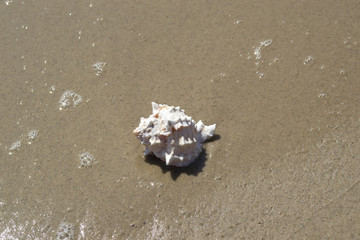 Beautiful seashell on the sand of the beach. Mollusk shell. Close up.