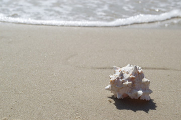 Fototapeta na wymiar Beautiful seashell on the sand of the beach. Mollusk shell. Close up.