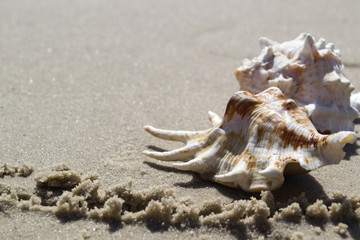 Fototapeta na wymiar Beautiful seashells on the sand of the beach. Mollusk shell. Close up.