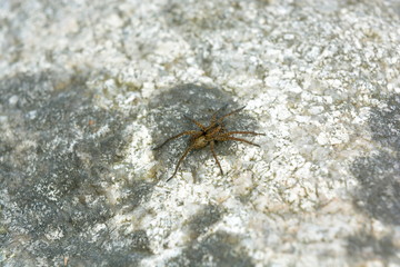 Brown spider runs across the grey stone closeup