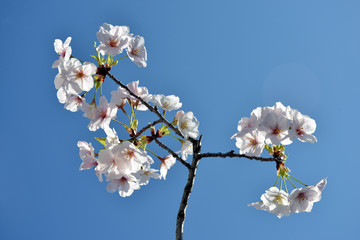 桜