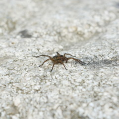 Brown spider on grey stone close up