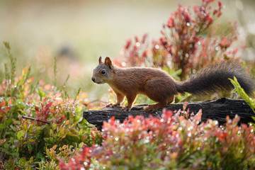 Red squirrel (Sciurus vulgaris) in fall