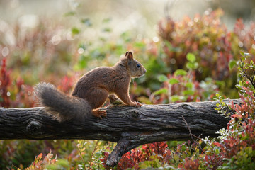 Red squirrel (Sciurus vulgaris) in fall