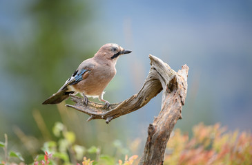 Eurasian jay (Garrulus glandarius)