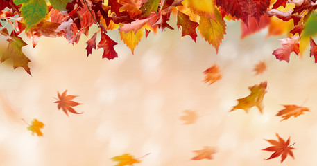 Fallende Herbstblätter.