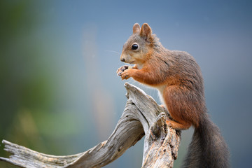 Red squirrel (Sciurus vulgaris) in fall