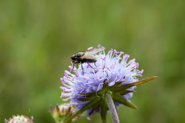 Beautiful shot of fly sitting on blue flower