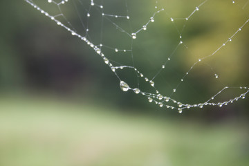 Waterdrops of rain in spider net