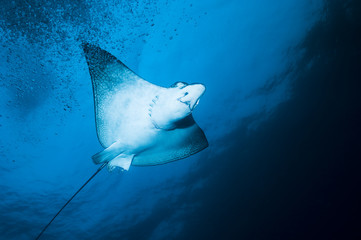 Spotted eagle ray swimming in the wild.