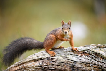 Naklejka na ściany i meble Red squirrel (Sciurus vulgaris) in fall