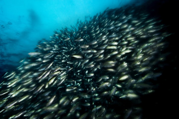 Naklejka na ściany i meble School of Black-striped Salema swimming in the Galapagos island