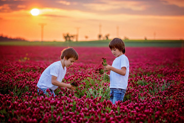 Fototapeta premium Beautiful children in gorgeous crimson clover field on sunset