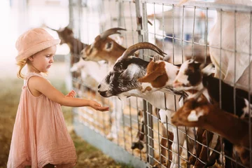 Fotobehang Cute 2 year old girl interacting with the livestock at the fair © mie