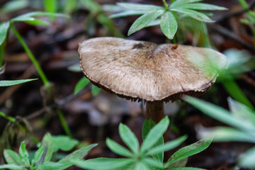 Small fungus found in forrest of Slovakia