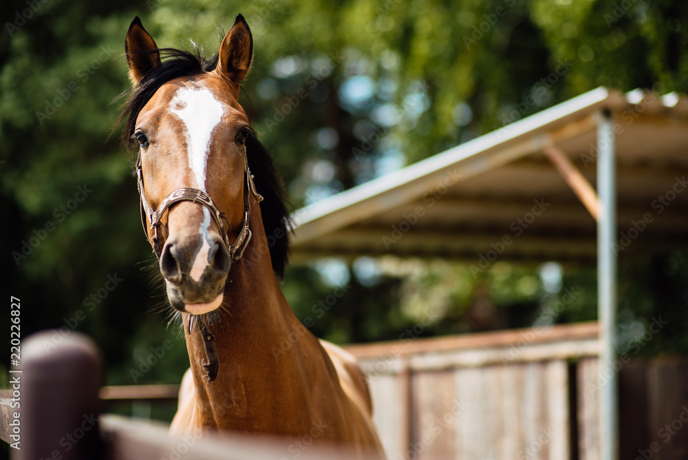 Wall mural portrait of beautiful horse in summer