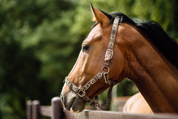 Obraz premium Portrait of beautiful horse in summer