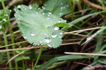 Sharp and cool waterdrops of dew on leaves