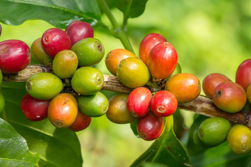 Closeup of coffee beans fruit on tree at plantation farm in Thailand.