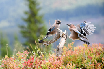 Eurasian jay (Garrulus glandarius)