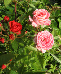 Pink rose flowers on the rose bush in the garden in summer