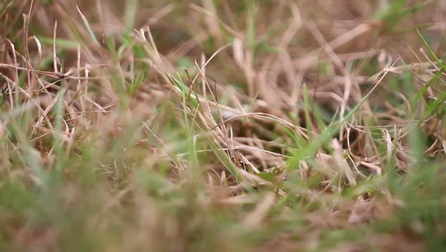 braunes und gr&uuml;nes Gras - Trockenheit