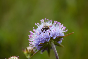 Beautiful shot of fly sitting on blue flower