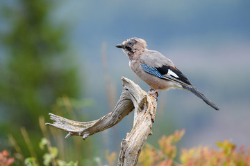 Eurasian jay (Garrulus glandarius)