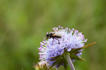 Beautiful shot of fly sitting on blue flower