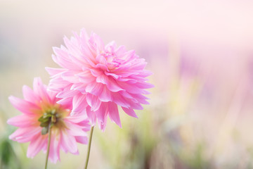 Obraz premium blurred of Dahlia flower with bokeh in sweet pink style and soft blur for background.