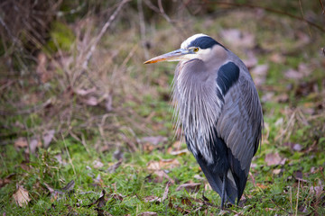 Fototapeta premium Unusually cold weather in the Pacific Northwest has animals, like this Great Blue Heron, seeking shelter; in this bird's case, even the shelter of its own flight feathers.