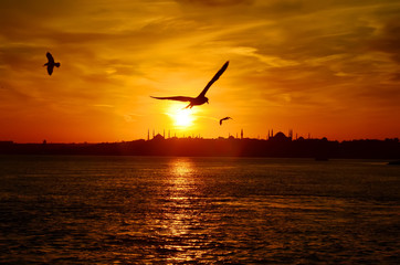 Fototapeta na wymiar Sunset in Istanbul, Turkey. View from sea of marmara. Seagulls in the sky. Historical, famous Fatih district. Silhouettes of Sultan Ahmed Mosque (Blue Mosque) and Hagia Sophia (Ayasofya) Mosque.