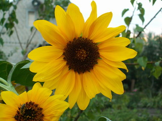 KONICA MINOLTA DIGITAL CAMERA