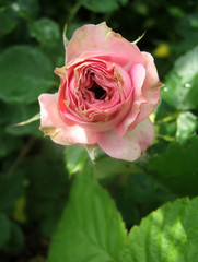 Pink rose flowers on the rose bush in the garden in summer